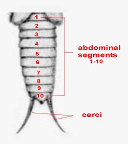 Anatomy-abdomen